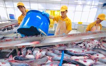 Doanh thu từ Mỹ và EU bù đắp đà giảm của Vĩnh Hoàn tại Trung Quốc