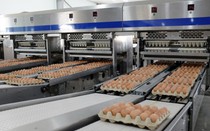 Một mảng kinh doanh rất “khác” ở Hòa Phát