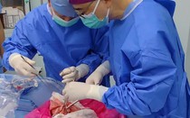 Lần đầu tiên trong lịch sử phổi lợn được cấy ghép thành công cho người