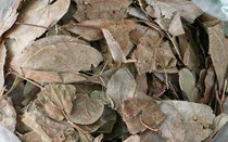 Cây dại ở Việt Nam mọc um tùm, sang nước ngoài giá hơn nửa triệu /kg