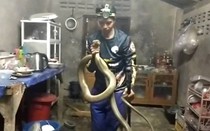 Bắt sống rắn hổ mang chúa dài 4 mét ẩn nấp trong bếp nhà dân