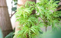 Cây đinh lăng - Loài cây "nhỏ mà có võ"