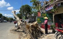 Hơn nửa tháng sau bão, đô thị Nghệ An vẫn ngổn ngang cây xanh gãy đổ