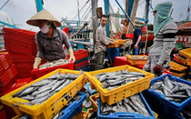 Bộ trưởng Công Thương gửi thư tới Mỹ trước lệnh cấm nhập khẩu hải sản Việt Nam