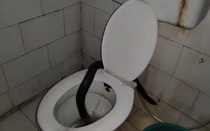 Vừa vào phòng tắm, bác sĩ la hét khi thấy cảnh đáng sợ