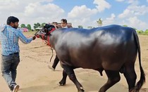 Con trâu đực được trả 9 tỷ đồng, người đàn ông vẫn quyết không bán