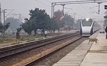 Chú chó thoát chết thần kỳ trước hai đoàn tàu đang chạy với tốc độ cao