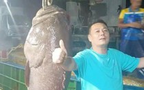 Ngư dân bắt được con cá mú khổng lồ nặng 125kg, giá 127 triệu đồng