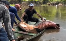 Ngư dân bắt được con cá khổng lồ nặng 150kg trên sông