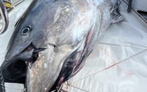 Cần thủ câu được con cá khổng lồ nặng 453kg trên biển