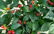 Loại quả đắt đỏ bậc nhất thế giới, 900 triệu đồng/kg, ở Việt Nam có người trồng thành công