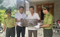 Bất ngờ phát hiện loài động vật quý bò vào vườn nhà lúc sáng sớm