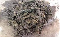 Các bác sĩ sốc nặng khi lấy ra thứ "đáng sợ" nặng 40 kg từ dạ dày con bò hoang