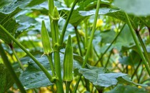 Loại quả được người Nhật coi là "nhân sâm xanh", ở Việt Nam trồng bạt ngàn