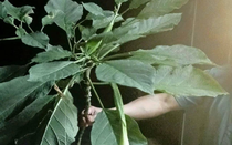 Ăn rau lạ, 3 người trong một gia đình mê man phải nhập viện gấp