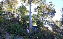 Loại quả rụng đầy rừng, dân nhặt về bán 150.000/kg thành đặc sản lạ đắt khách dịp Tết