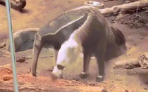 Video “thú ăn kiến có 2 đầu” gây sốt mạng xã hội