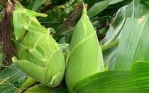 Loại ngô "mập ú" như củ khoai tây, dân buôn có ngày bán cả nghìn bắp