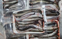 Loại cá đặc sản miền Tây tăng giá “chóng mặt”, dân nuôi tiếc hùi hụi