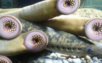 Loài cá ở Việt Nam có tên đáng sợ, là đặc sản giá 400.000 đồng/kg