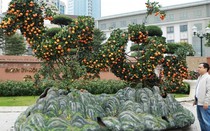 Quýt hình rồng độc đáo, giá trăm triệu xuống phố đón Tết