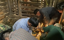 Mang 20 triệu mua con này về nuôi, được trả nửa tỷ đồng lão nông vẫn chưa bán