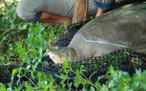 Hà Nội chỉ đạo làm rõ nguyên nhân khiến cá thể rùa Đồng Mô chết