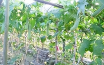 Loại quả rẻ như cho ở Việt Nam bỗng hóa đặc sản ở Trung Quốc