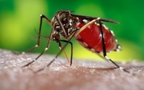 Những người nhóm máu O có thực sự dễ thu hút muỗi nhất