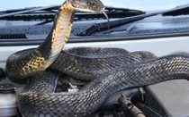 Phát hiện thi thể trong ô tô, dấu vết ở chân hé lộ âm mưu thâm độc của người tình