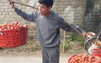 Từng đắt hơn hoa quả nhập khẩu, cà chua bất ngờ rớt giá xuống dưới 10.000 đồng/kg