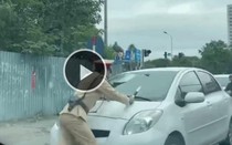 Tin tức 24h qua: Lý do bất ngờ khiến nữ tài xế lái ô tô đẩy CSGT đi nhiều mét