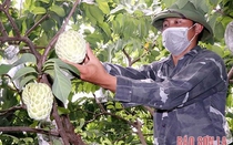 Hướng tới trung tâm phát triển nông nghiệp ứng dụng công nghệ cao vùng Tây Bắc