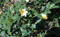 Cây dại mọc đầy đường ở Việt Nam nay "lên chậu" thành bonsai, giá 500.000 đồng/cây