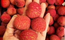 Vải thiều Úc “bay” về Việt Nam có giá hàng triệu đồng/kg, nhà giàu mua ăn thử
