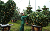 Cây quýt hình rồng, thỏi vàng, trái tim, giá chục triệu đồng đón Tết