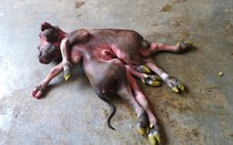 Nghệ An: Người dân hiếu kỳ đổ xô đi xem nghé con 8 chân, 2 đầu