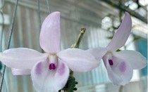 Bắt thêm một đối tượng lừa bán lan đột biến chiếm đoạt nửa tỷ đồng
