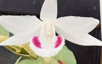 Truy tìm nhóm đối tượng bị tố giác lừa đảo bán hoa lan đột biến