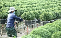 Nông dân "thủ phủ hoa" miền Tây kỳ vọng vào vụ hoa Tết 2022