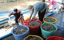 Ngư dân trúng đậm cá linh mùa lũ, thu nhập hàng triệu mỗi ngày