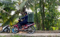 Vĩnh Long: Cảnh giác nạn trộm cắp hoành hành vào mùa thu hoạch cam
