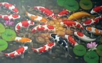 Ý nghĩa tranh cá chép vượt vũ môn và cửu ngư quần hội trong phong thủy