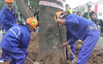 Hà Nội: Đã đánh chuyển 150 cây xanh trên đường Phạm Văn Đồng