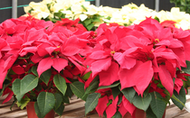 10 loại cây cảnh hút tài lộc, đem lại may mắn gia chủ nên trồng trong dịp Tết Nguyên đán