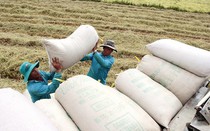 Vụ "mở tờ khai xuất khẩu gạo lúc nửa đêm": Bộ Tài chính đề nghị Bộ Công an vào cuộc