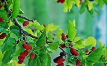 Những cây phong thủy chặn tài lộc, tuyệt đối không trồng trước cổng nhà