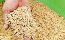 Kỷ luật cán bộ thôn bán lúa giống Nhà nước cấp cho dân
