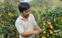 Trồng quất trên vùng đồi Hà Tĩnh