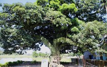 Ngắm cây trôi cổ thụ 400 năm tuổi ở Hà Tĩnh